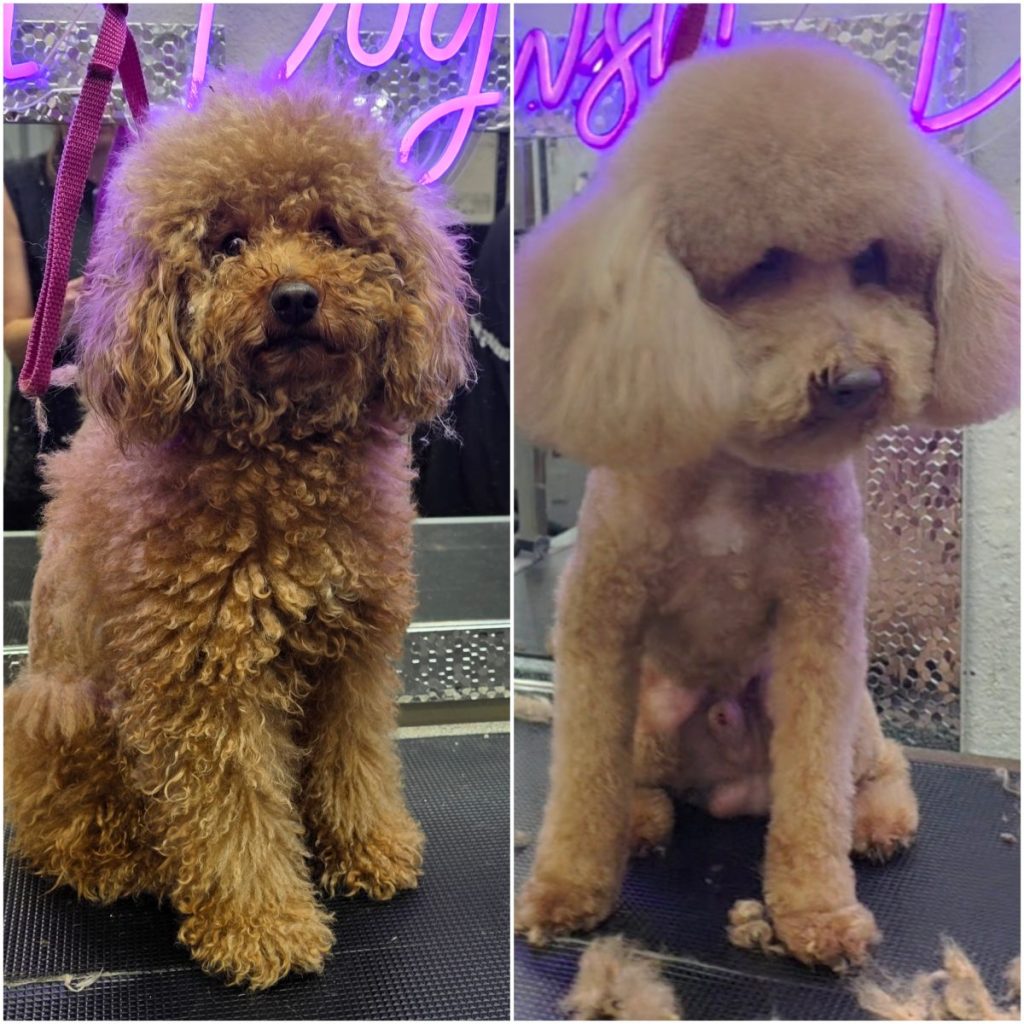 well-groomed dog with styled ears and trimmed paws