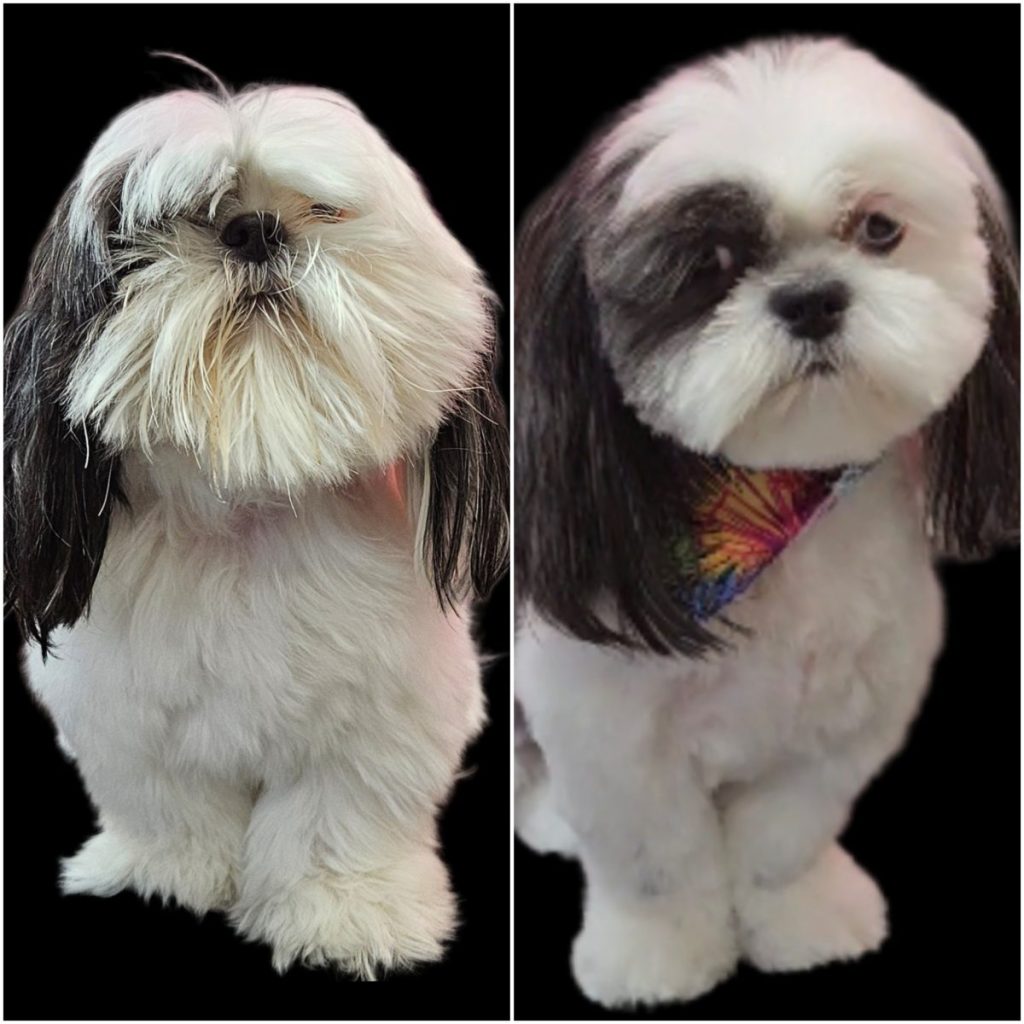 professional dog grooming after photo with styled haircut