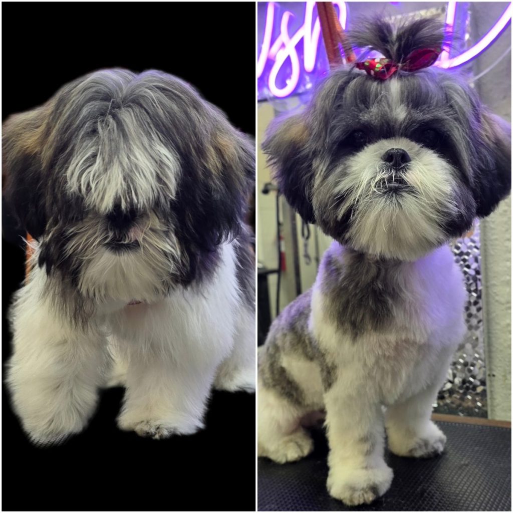 pampered dog after professional grooming session